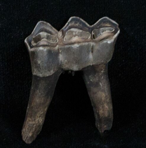 Pleistocene Camel Tooth - Florida #3764